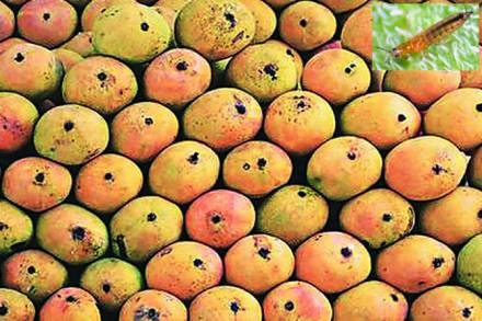 उत्तम प्रतीच्या आंब्यासाठी कोकणचं हवामान पूरक असलं तरी फळांच्या या राजाला या मोसमात थ्रिप्स या किडीच्या प्रादुर्भावामुळे चांगलाच फटका बसला आहे. उत्तम प्रतीच्या आंब्यासाठी कोकणचं हवामान पूरक असलं तरी फळांच्या या राजाला या मोसमात थ्रिप्स या किडीच्या प्रादुर्भावामुळे चांगलाच फटका बसला आहे.