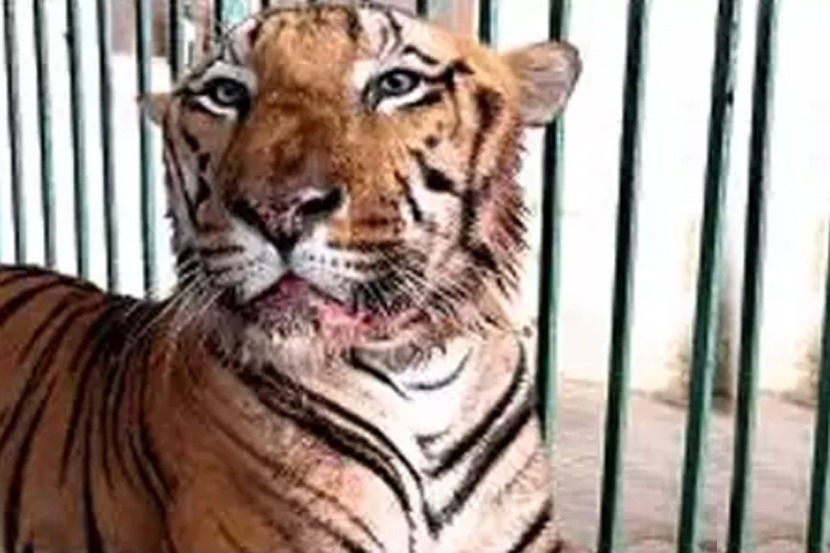 बिबटय़ाच्या बंदोबस्तासाठी विशेष अधिकार देण्यात येणार