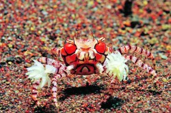 शक्तीपेक्षा युक्ती श्रेष्ठ!