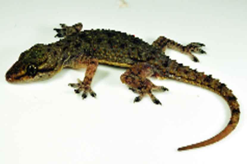 (рд╕рдВрдЧреНрд░рд╣рд┐рдд рдЫрд╛рдпрд╛рдЪрд┐рддреНрд░) (рд╕рдВрдЧреНрд░рд╣рд┐рдд рдЫрд╛рдпрд╛рдЪрд┐рддреНрд░)