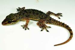 पालींच्या तीन नव्या प्रजातींचा शोध