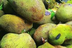 फणसाची पडवी