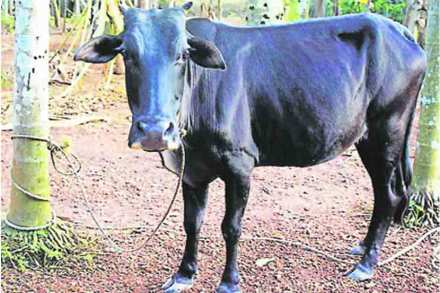गाईच्या पोटात प्लास्टिक, कंबरेचा पट्टा, बॉल, दुधाच्या पिशव्या