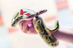 सर्पमित्र