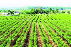 union Budget 2019 : कृषी क्षेत्रात मोठय़ा गुंतवणुकीचे लक्ष्य