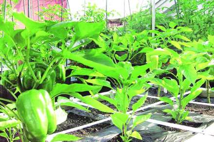 (संग्रहित छायाचित्र)