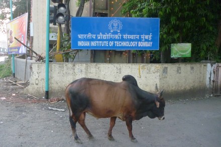 IIT-Bombay कॅम्पसमध्ये आता गोशाळा, कारण…