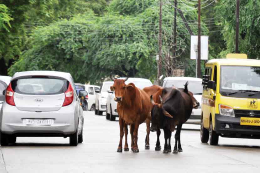 डुकरानंतर महापालिका मोकाट जनावरांवर कारवाई करणार का?