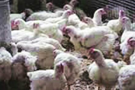 (संग्रहित छायाचित्र)