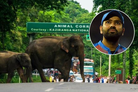 आसाम पूर : ‘वाहने चालवताना वन्यजीवांची काळजी घ्या’; रोहितची भावनिक साद