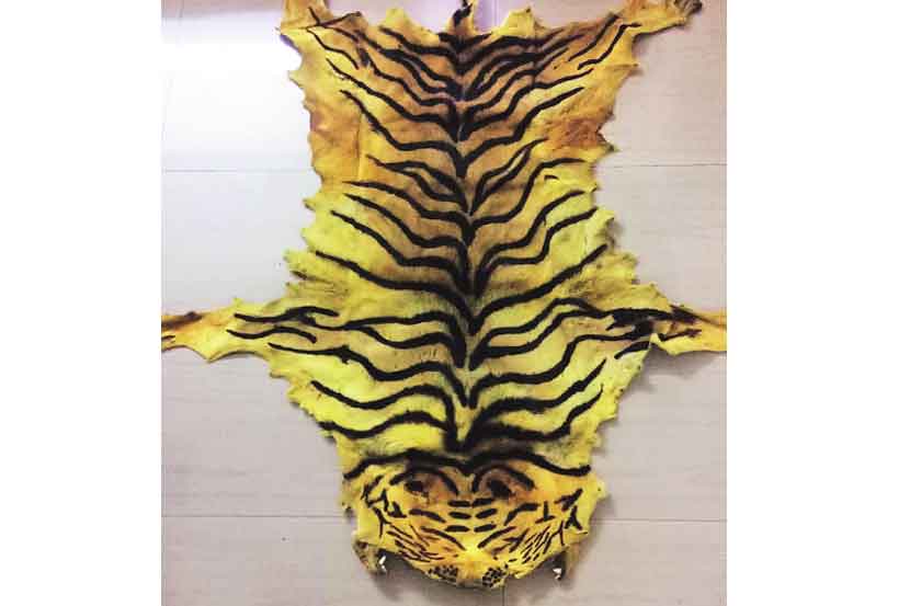 डोंबिवलीत वाघाचे कातडे जप्त डोंबिवलीत वाघाचे कातडे जप्त