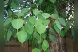 अॅसिडीटीपासून त्वचेच्या विकारांसाठी उपयोगी आहे पिंपळाचं झाड, जाणून घ्या फायदे