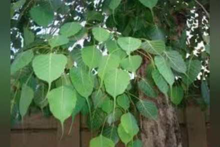 अॅसिडीटीपासून त्वचेच्या विकारांसाठी उपयोगी आहे पिंपळाचं झाड, जाणून घ्या फायदे