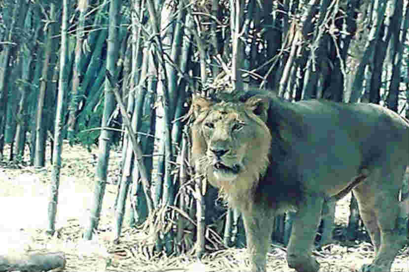 पुणे : राजीव गांधी प्राणीसंग्रहालयातील सिंहाचा मृत्यू