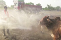 पोळ्याच्या आंघोळीसाठी बैल वॉशिंग सेंटरमध्ये