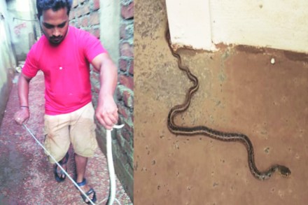 सांगली शहरातील अनेक घरांमध्ये निघणारे साप, तर डावीकडील छायाचित्रात त्यांना पकडणारे सर्पमित्र. सांगली शहरातील अनेक घरांमध्ये निघणारे साप, तर डावीकडील छायाचित्रात त्यांना पकडणारे सर्पमित्र.