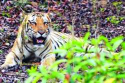 चंद्रपूरमध्ये दीड महिन्यात चार वाघांची शिकार