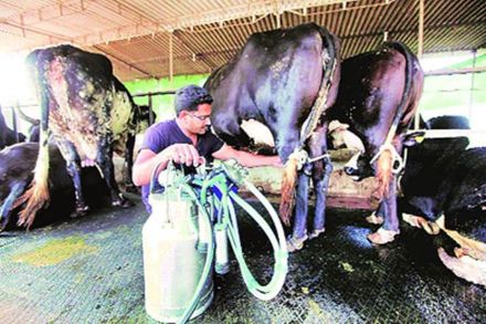 “श्रीकृष्णासारखी बासरी वाजवली तर गाई जास्त दूध देतात”