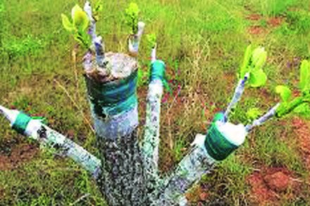 शहरशेती : कलम शहरशेती : कलम