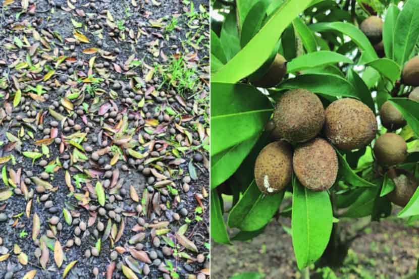 मुसळधार पावसामुळे फळबागांमध्ये आद्र्रता निर्माण झाल्याने चिकूवर बुरशी रोगाचा प्रार्दुभाव झाला आहे.