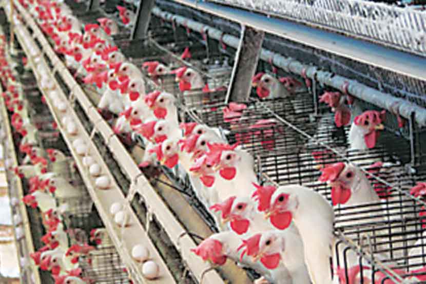 दर कोसळल्याने अंडी उत्पादक अडचणीत