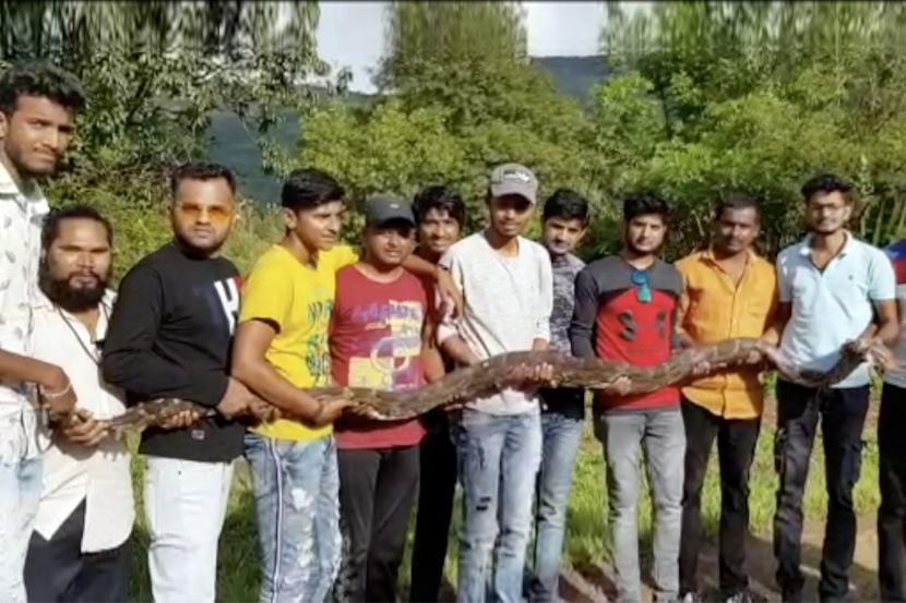 १२ फूट लांबीचा अजगर