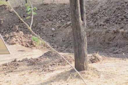 Spot A Leopard