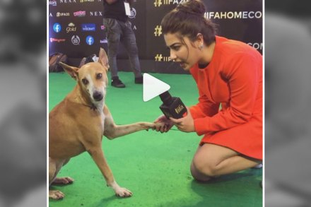 Video: सलमानच्या मागोमाग रस्त्यावरील कुत्रा थेट आयफा सोहळ्यात शिरतो तेव्हा…