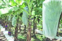 केळीच्या घडांना पिशव्यांचे संरक्षण