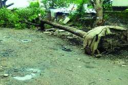 महामेट्रोकडून झाडांचे पुनर्रोपण नाहीच