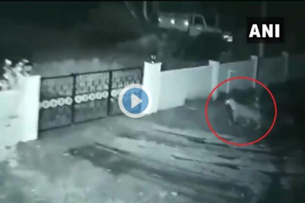 बिबट्यानं पळवला पाळीव कुत्रा बिबट्यानं पळवला पाळीव कुत्रा