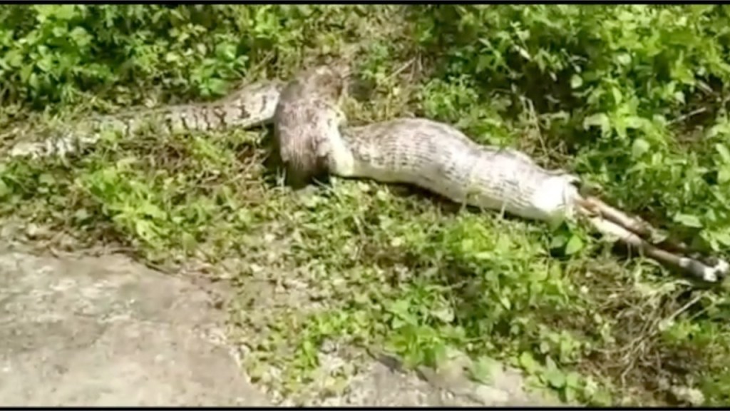 VIDEO: वर्ध्यात ११ फुटाच्या अजगराने गिळलं निलगायीचं बछडं