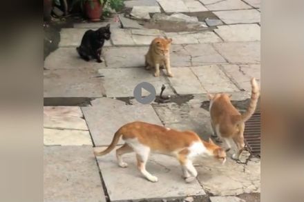 Video: नागाची चार मांजरींसोबत ‘कॅट-फाइट’; नील नितीन मुकेशने केलं शूट Video: नागाची चार मांजरींसोबत ‘कॅट-फाइट’; नील नितीन मुकेशने केलं शूट