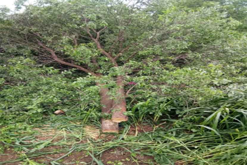 चंदन तस्करांची टोळी पुन्हा सक्रिय