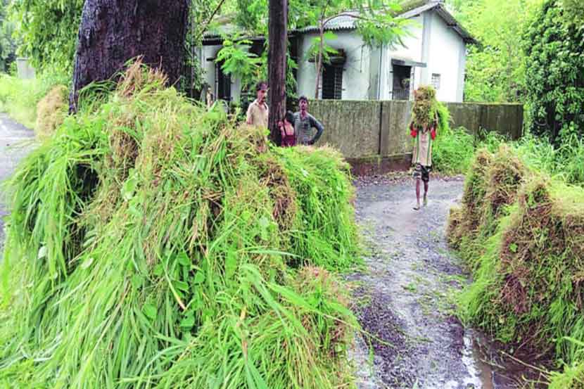 उदरनिर्वाहासाठी गवताच्या काडीचा आधार