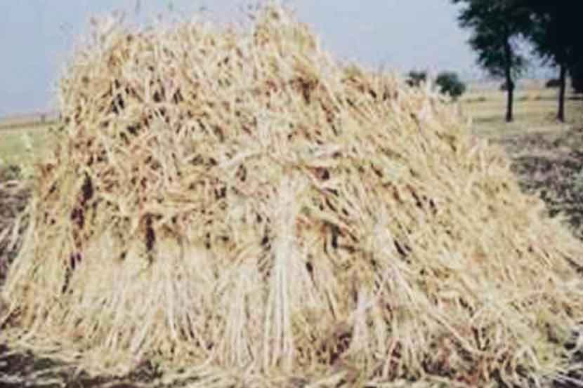 वैरण लागवडीला चांगला प्रतिसाद, निधीची समस्या