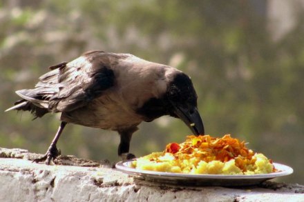 पितृपक्ष म्हणजे काय?