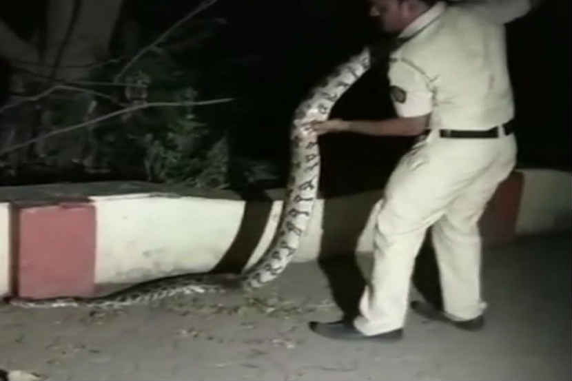 рдореБрдВрдмрдИрдд рд╡рд╛рдВрджреНрд░рдпрд╛рдордзреНрдпреЗ рдЧрдгреЗрд╢ рдордВрдбрдкрд╛рдд рд╕рд╛рдкрдбрд▓рд╛ ‘рдЕрдЬрдЧрд░’ рдореБрдВрдмрдИрдд рд╡рд╛рдВрджреНрд░рдпрд╛рдордзреНрдпреЗ рдЧрдгреЗрд╢ рдордВрдбрдкрд╛рдд рд╕рд╛рдкрдбрд▓рд╛ ‘рдЕрдЬрдЧрд░’