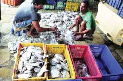 पापलेट किनारीच गावला