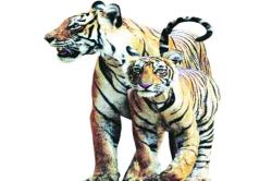 संकटकाळात वाघाला वाचवण्यासाठीची यंत्रणाच वनखात्याकडे नाही