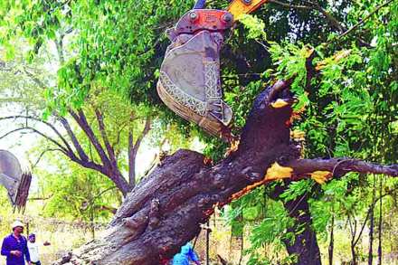 ‘आरे’ बचावासाठी बेअर ग्रिल्सला साद!