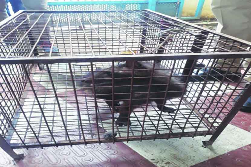 आरोपीच्या घरात शस्त्रांसह जीवंत उदमांजर