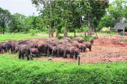 पाचूची लंका