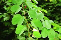 वाचवू या ‘हिरवं सोनं’