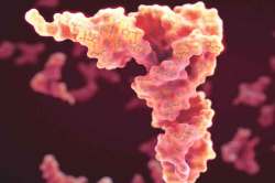 कुतूहल : आरएनएचे कार्य