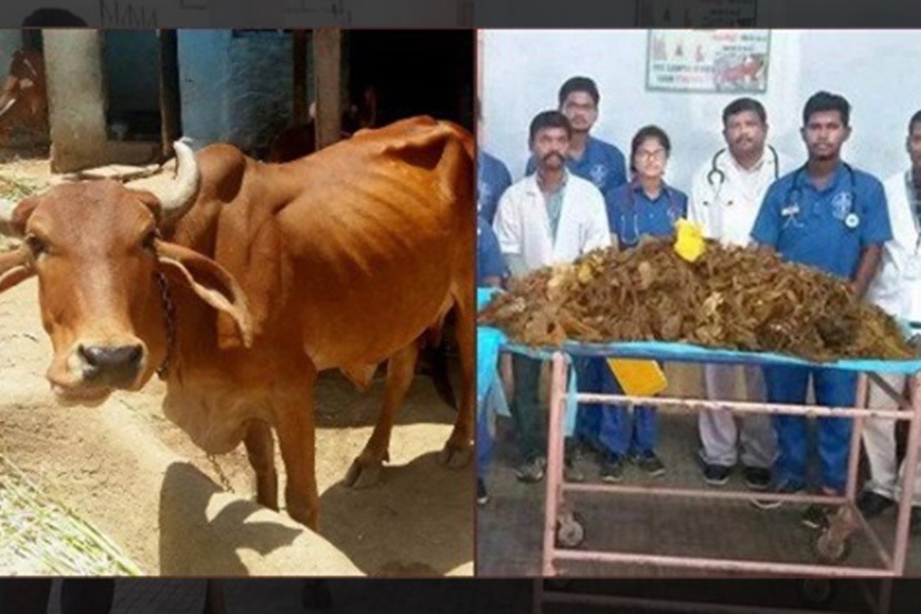 गायीच्या पोटातून काढले ५२ किलो प्लास्टिक