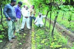विम्याअभावी फळ उत्पादक वाऱ्यावर