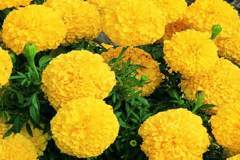 झेंडू वनस्पती मूळची भारतीय नव्हे, जाणून घ्या झेंडूच्या फुलाबद्दल झेंडू वनस्पती मूळची भारतीय नव्हे, जाणून घ्या झेंडूच्या फुलाबद्दल