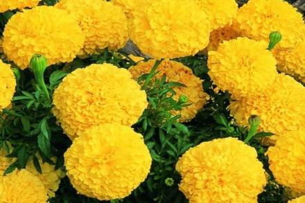 झेंडू वनस्पती मूळची भारतीय नव्हे, जाणून घ्या झेंडूच्या फुलाबद्दल झेंडू वनस्पती मूळची भारतीय नव्हे, जाणून घ्या झेंडूच्या फुलाबद्दल