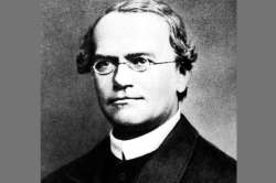 कुतूहल : मेंडेलची आनुवंशिकता